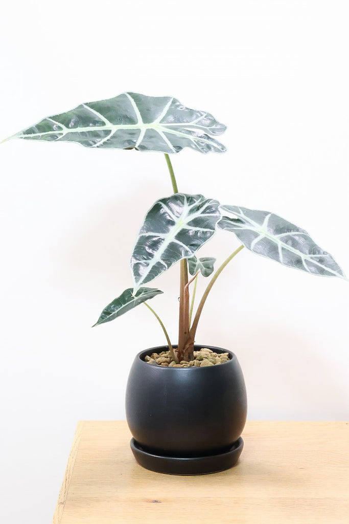 アロカシア アマゾニカK62258| 観葉植物の通信販売 | APEGO(アペーゴ)