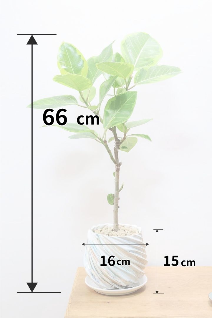 【フィカス アルテシマ】葉が大きくてボリュームがあります！POTのデザインも爽やかでイイ感じです！
