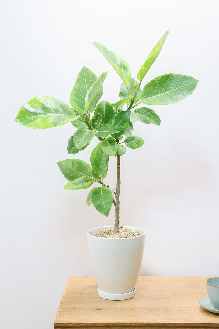 ゴムの木の病気と防ぎ方とは？| 観葉植物の基礎知識|APEGO