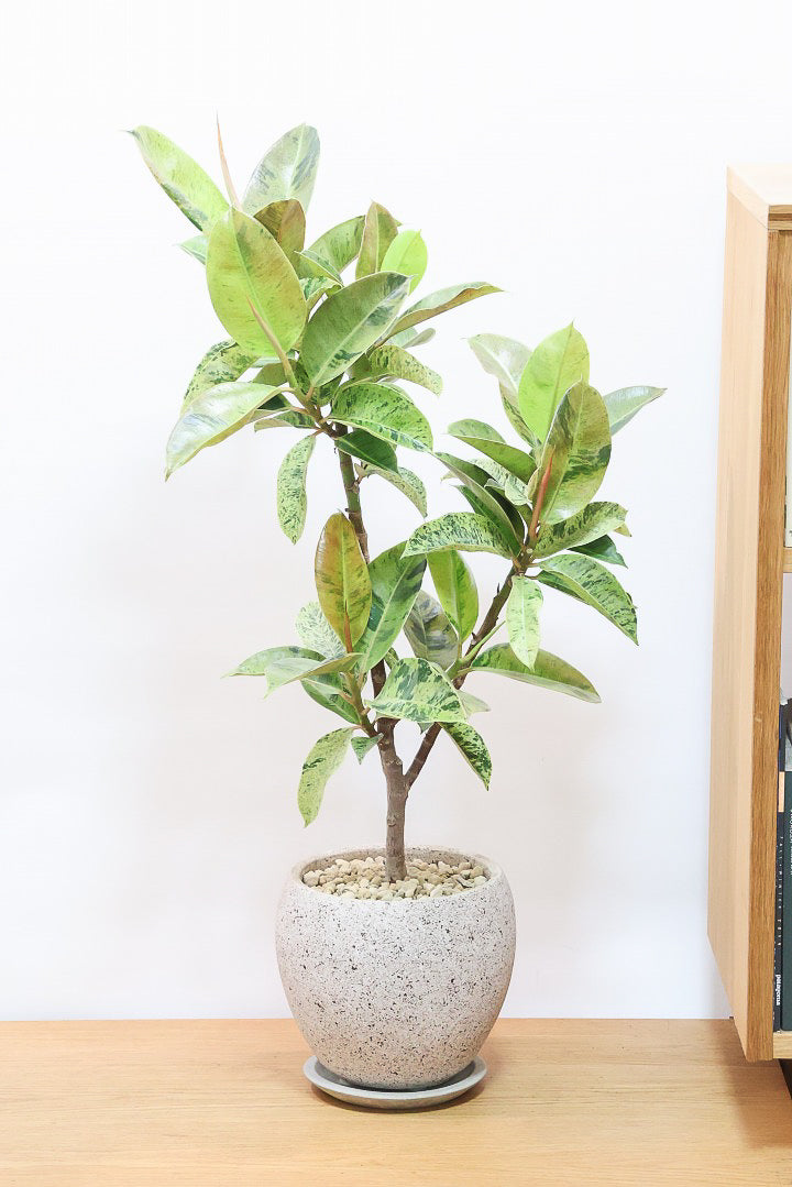 【フィカス ジン】APEGOでは初入荷の大きさのジン！しっかりとした幹に仕上げました！POTとのバランスもとてもイイ感じだと思います！