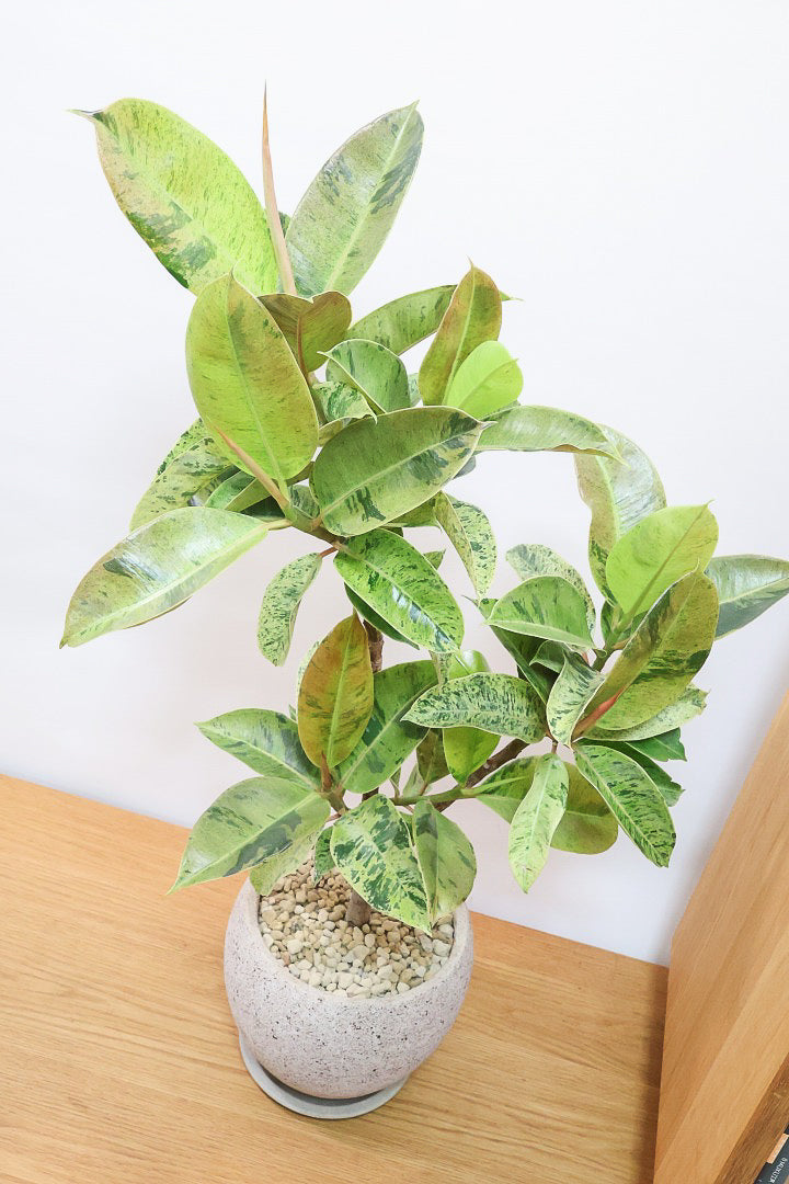 【フィカス ジン】APEGOでは初入荷の大きさのジン！しっかりとした幹に仕上げました！POTとのバランスもとてもイイ感じだと思います！