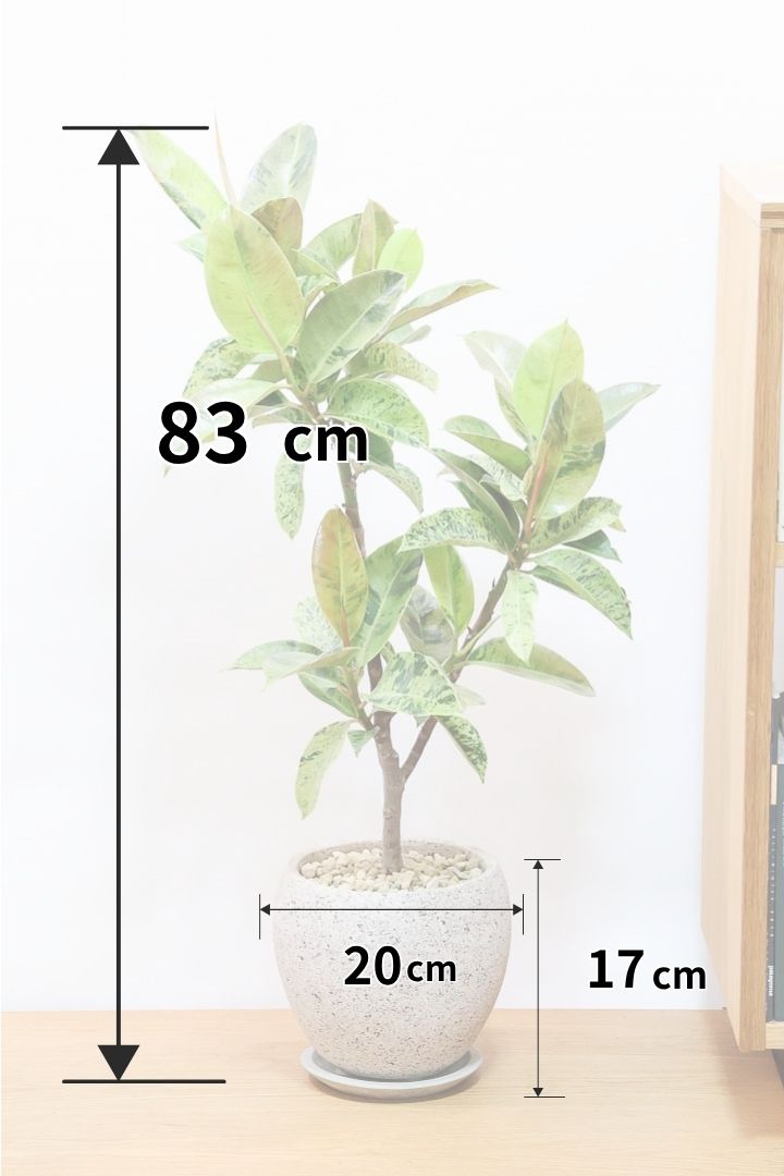 【フィカス ジン】APEGOでは初入荷の大きさのジン！しっかりとした幹に仕上げました！POTとのバランスもとてもイイ感じだと思います！