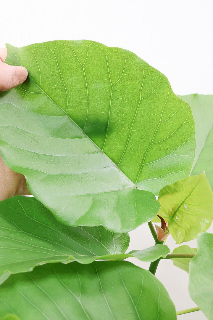 【ウンベラータ】めっちゃ幹が太いです！ここまで仕上がった個体は今回限りの入荷ですので、ぜひともご検討ください！