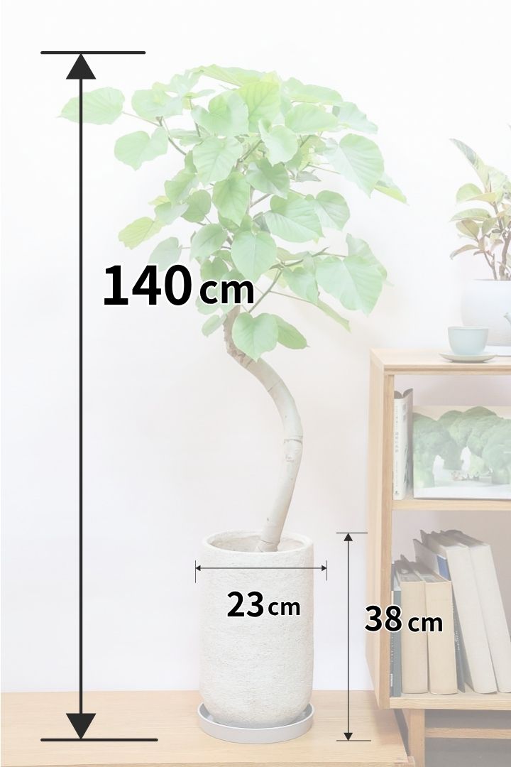 【ウンベラータ】めっちゃ幹が太いです！ここまで仕上がった個体は今回限りの入荷ですので、ぜひともご検討ください！