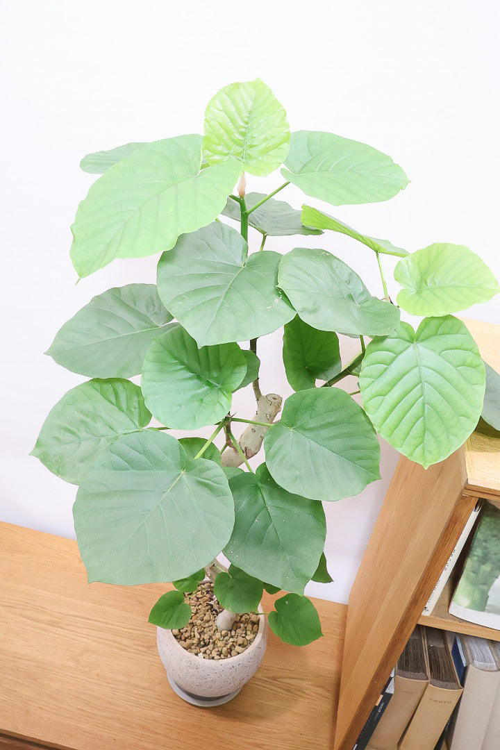 【ウンベラータ】幹が太すぎます！そして葉の状態もすごくイイ！沖縄でしっかりと時間をかけて作り込まれた逸品ですのでおススメですよ！