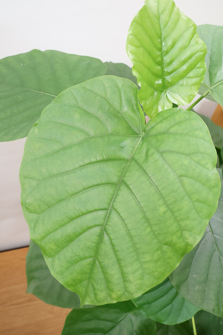 【ウンベラータ】幹が太すぎます！そして葉の状態もすごくイイ！沖縄でしっかりと時間をかけて作り込まれた逸品ですのでおススメですよ！