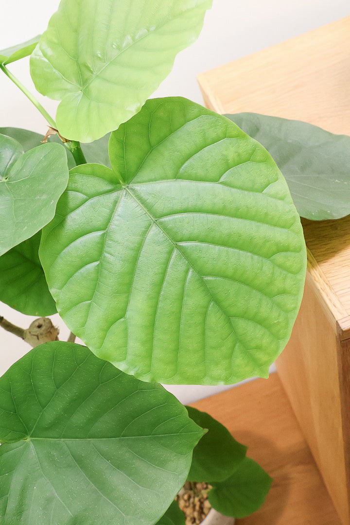 【ウンベラータ】幹が太すぎます！そして葉の状態もすごくイイ！沖縄でしっかりと時間をかけて作り込まれた逸品ですのでおススメですよ！