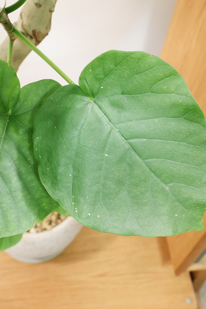 【ウンベラータ】幹が太すぎます！そして葉の状態もすごくイイ！沖縄でしっかりと時間をかけて作り込まれた逸品ですのでおススメですよ！