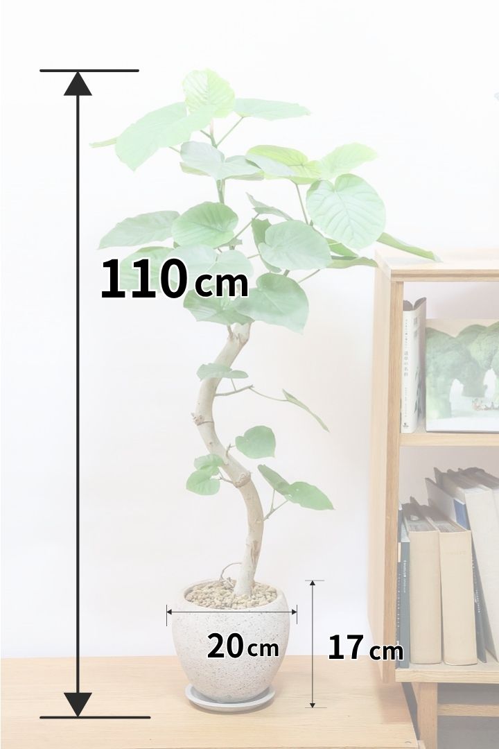 【ウンベラータ】幹が太すぎます！そして葉の状態もすごくイイ！沖縄でしっかりと時間をかけて作り込まれた逸品ですのでおススメですよ！