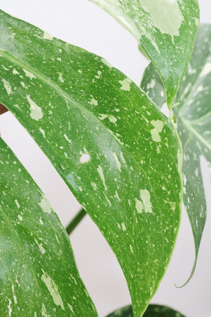 【モンステラ タイコンステレーション】人気の木製POTに植え込みました！しかも葉がとても大きい！バランスもとてもイイ感じです！