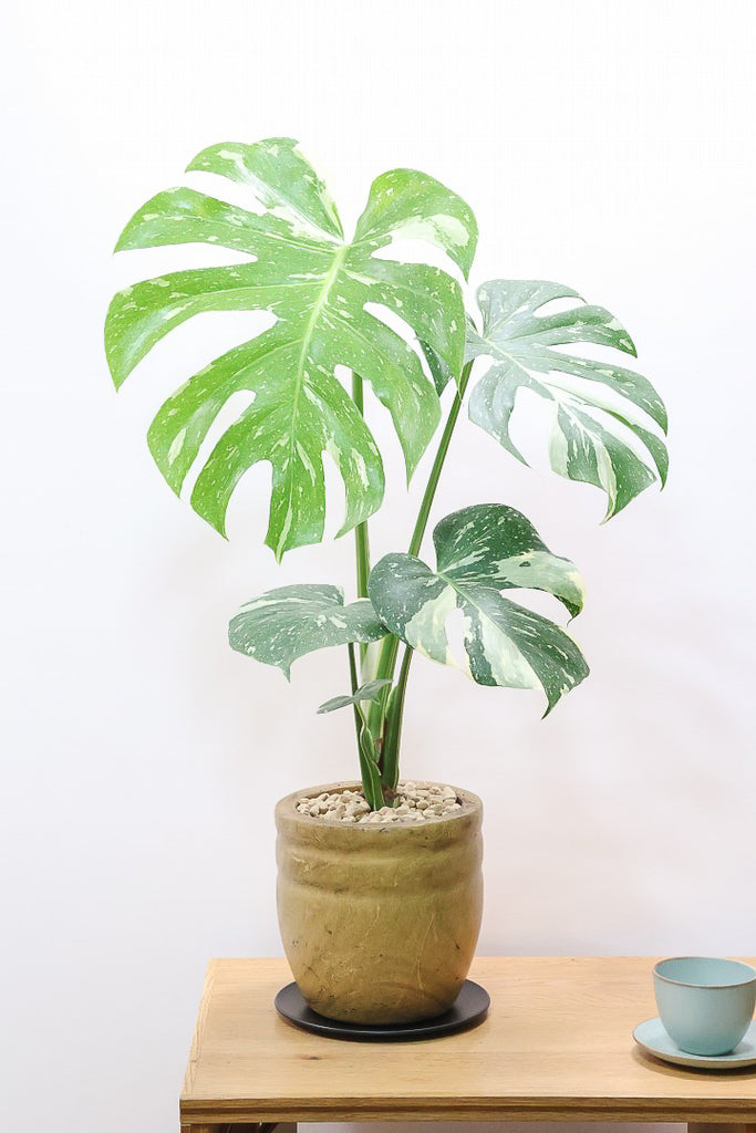 モンステラ タイコンステレーションWW62271| 観葉植物の通信販売