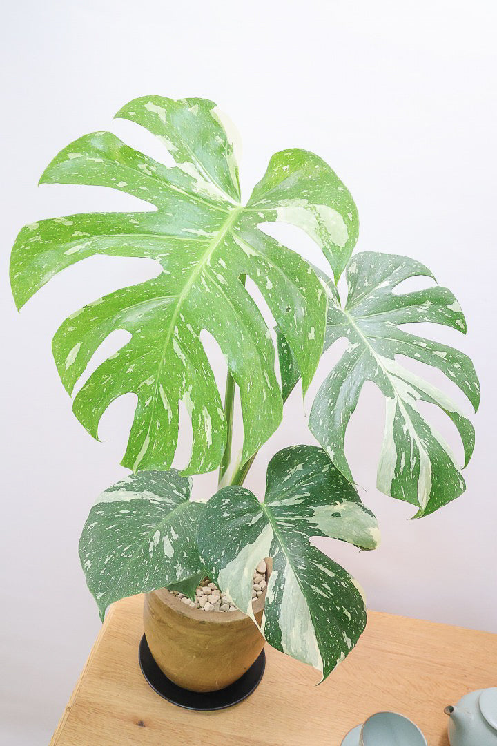 モンステラ タイコンステレーションWW62271| 観葉植物の通信販売
