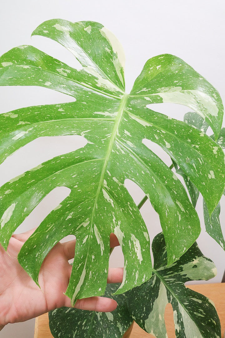 【モンステラ タイコンステレーション】人気の木製POTに植え込みました！しかも葉がとても大きい！バランスもとてもイイ感じです！