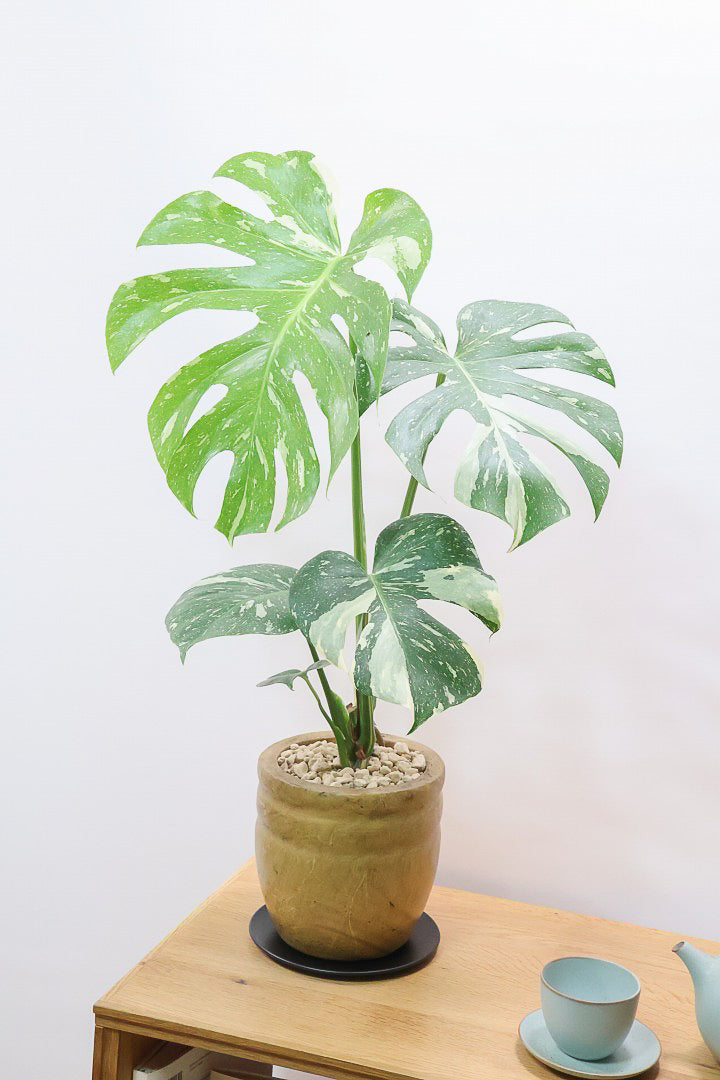 【モンステラ タイコンステレーション】人気の木製POTに植え込みました！しかも葉がとても大きい！バランスもとてもイイ感じです！