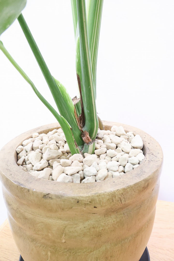 【モンステラ タイコンステレーション】人気の木製POTに植え込みました！しかも葉がとても大きい！バランスもとてもイイ感じです！