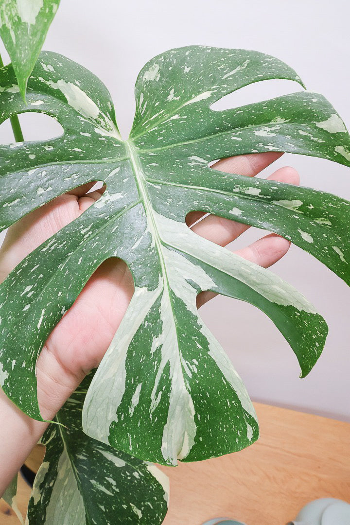 【モンステラ タイコンステレーション】人気の木製POTに植え込みました！しかも葉がとても大きい！バランスもとてもイイ感じです！