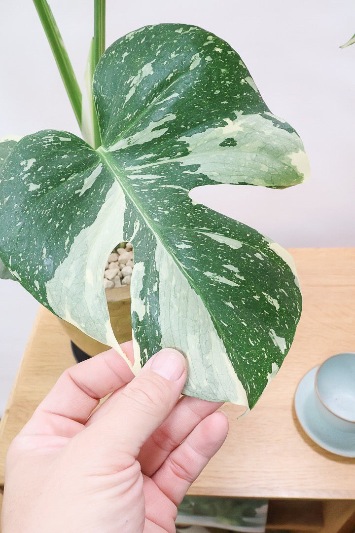 【モンステラ タイコンステレーション】人気の木製POTに植え込みました！しかも葉がとても大きい！バランスもとてもイイ感じです！