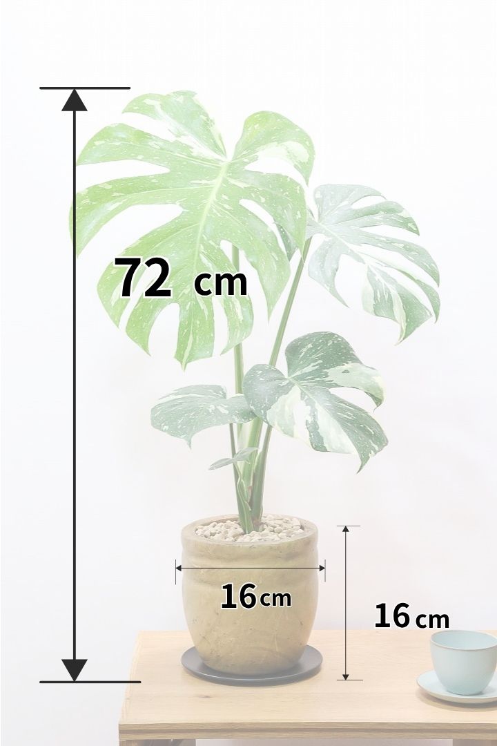 【モンステラ タイコンステレーション】人気の木製POTに植え込みました！しかも葉がとても大きい！バランスもとてもイイ感じです！