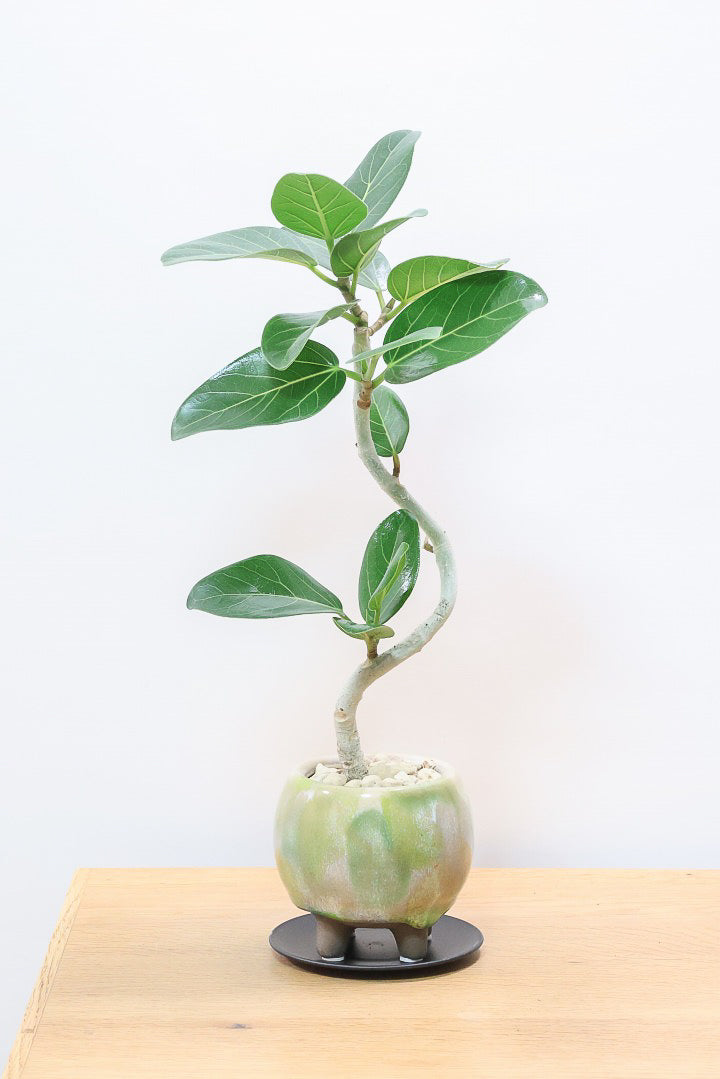 送料無料】フィカス ベンガレンシス| 観葉植物の通信販売 | APEGO