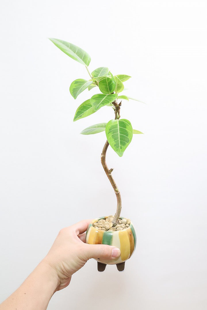 【アルテシマ】このサイズでここまで仕立てられたアルテシマはかなりレア！しかも今回がラストの入荷です！幹もしっかりと太く仕上げられていますのでオススメです！