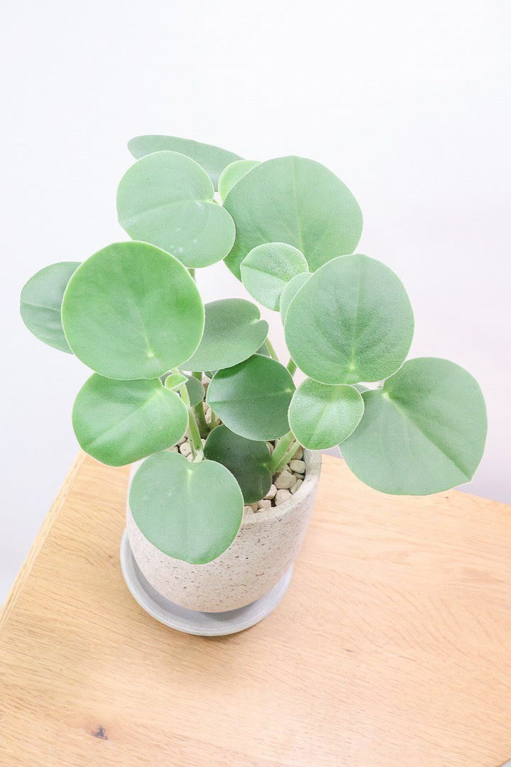 【ペペロミア  ホバリア】久々の入荷となりました！ペペロミアの中でもまん丸のかわいい葉。かわいいです！
