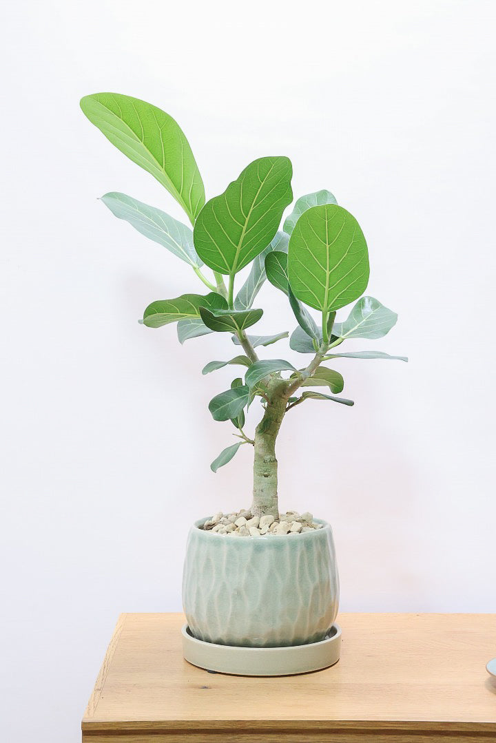 送料無料】フィカス ベンガレンシス| 観葉植物の通信販売 | APEGO