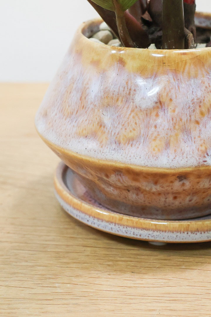 【フィロデンドロン ピンクバーキン】このサイズは今回がラストの在庫です！きれいなピンクに発色していますのでぜひ！