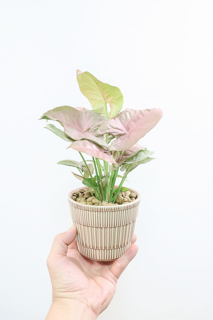 【シンゴニウム ネオン】同系色のPOTとの相性がとってもいい感じ！今回もいい葉色に仕上がっていますよ！