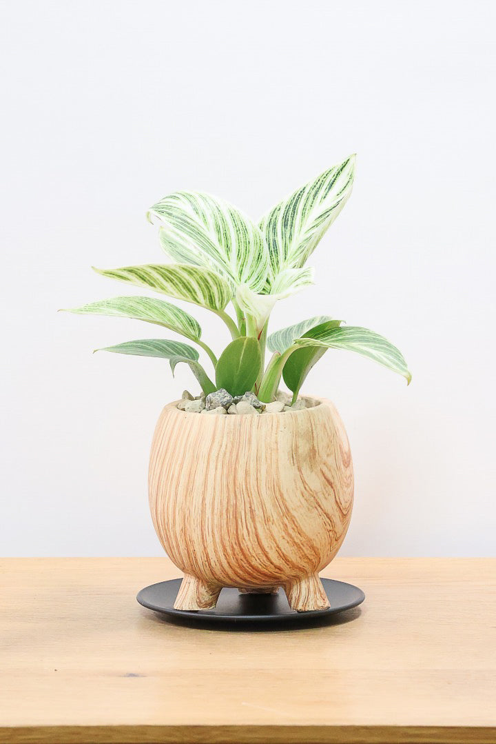 【フィロデンドロン ミニバーキン】かわいい脚付きPOT！かわいすぎます！おすすめです！