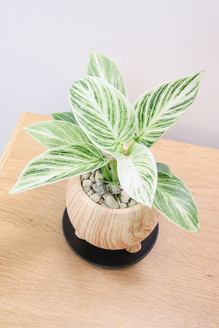 【フィロデンドロン ミニバーキン】かわいい脚付きPOT！かわいすぎます！おすすめです！