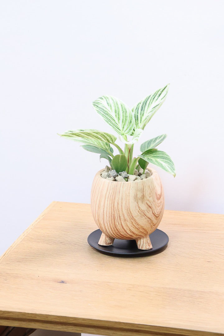 【フィロデンドロン ミニバーキン】かわいい脚付きPOT！かわいすぎます！おすすめです！