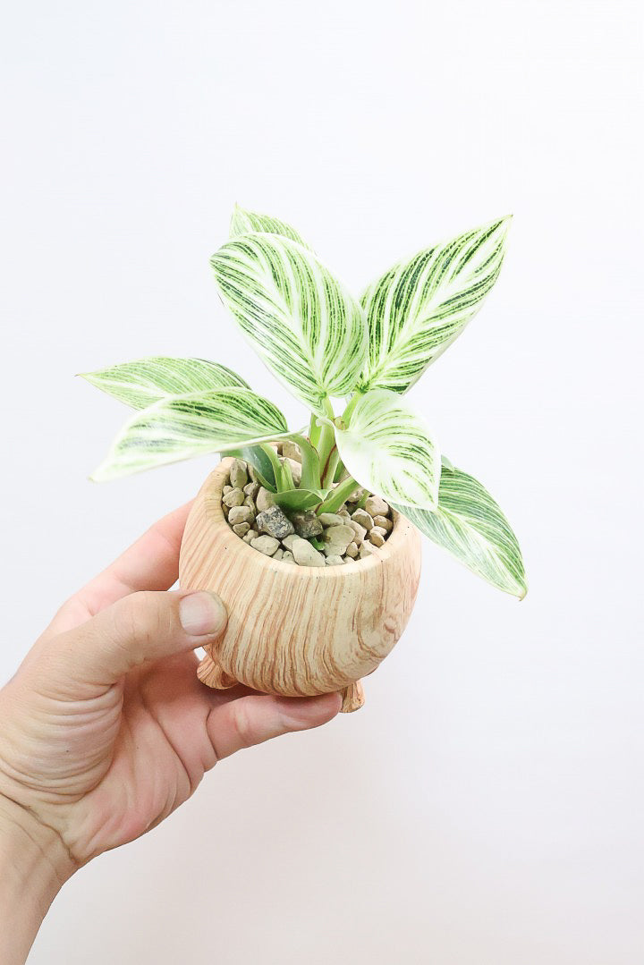 【フィロデンドロン ミニバーキン】かわいい脚付きPOT！かわいすぎます！おすすめです！