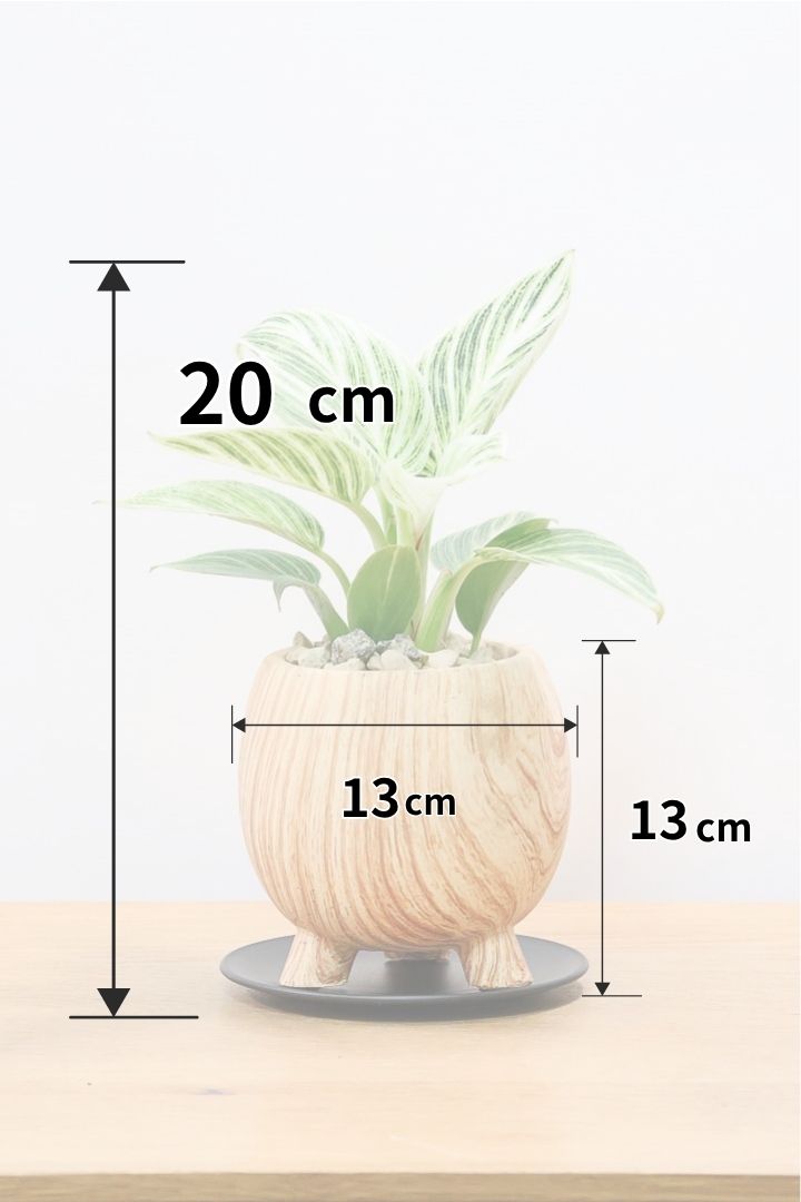 【フィロデンドロン ミニバーキン】かわいい脚付きPOT！かわいすぎます！おすすめです！