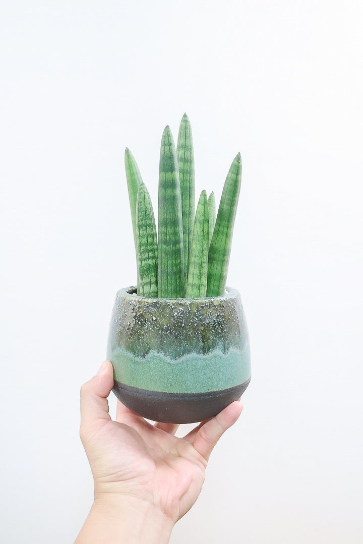 【サンスベリア スタッキー】今回はシックなグリーンのPOT！仲良しの生産者さんからいい形のものを分けてもらいました！ムチムチでかわいい！