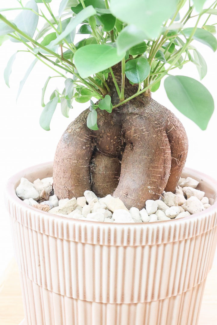 【ガジュマル】ちょっと面白くてかわいい幹！仕入れ時に個性的な幹を選んで仕入れてきました！