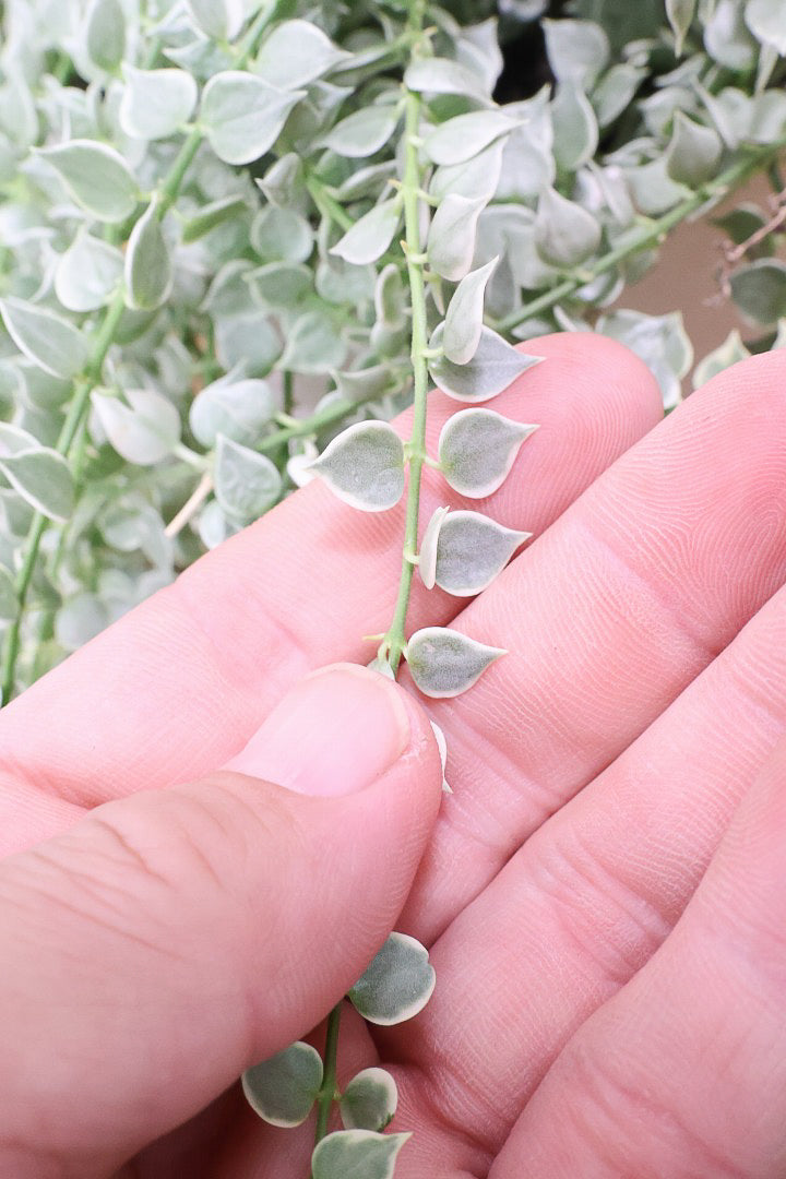 【ディスキディア ミリオンハート バリエガタ】今回はプラスチックPOTでのご対案！とにかくボリュームが素晴らしい個体ですのでぜひ！