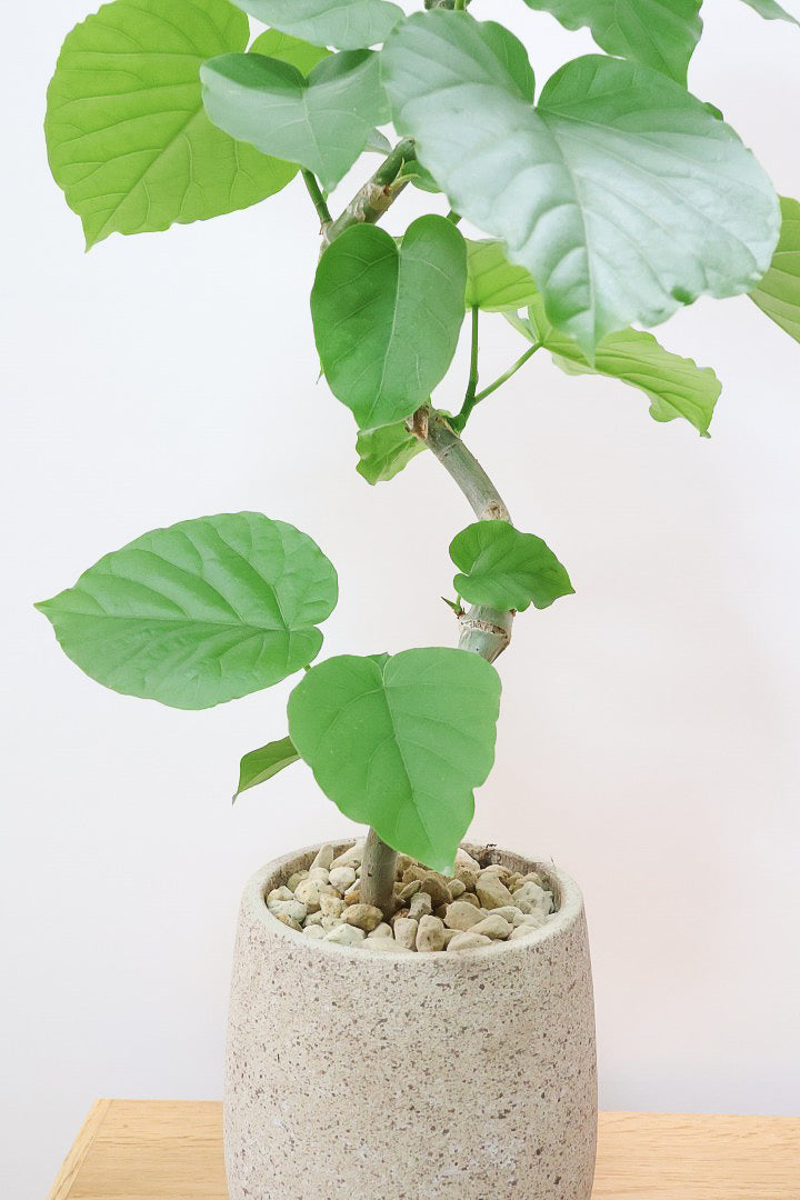 【ウンベラータ】このサイズ感は初めましての入荷です！シンプルなデザインのPOTが樹形を引き立てています！