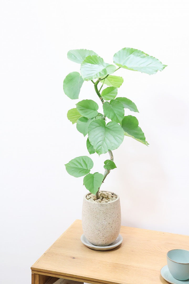 【ウンベラータ】このサイズ感は初めましての入荷です！シンプルなデザインのPOTが樹形を引き立てています！