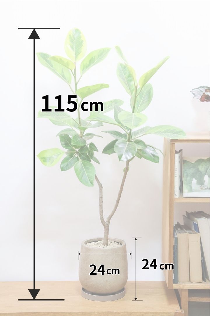 フィカス アルティシマ 約115cm 苗のみ フィカス アルティシマ 約115cm