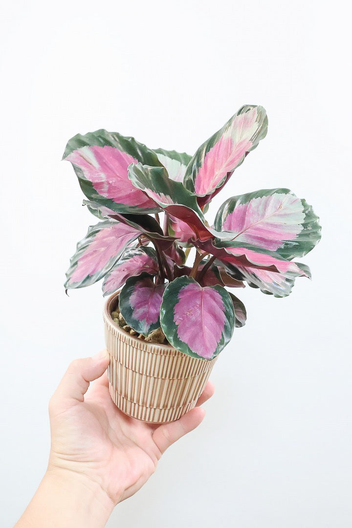 【カラテア ロージー】ピンクとシルバーのグラデーションがステキなんです！まるで花束のような美しい草姿が人気の品種です！