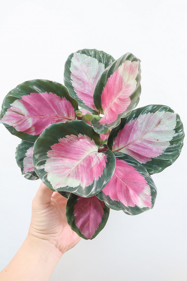【カラテア ロージー】ピンクとシルバーのグラデーションがステキなんです！まるで花束のような美しい草姿が人気の品種です！