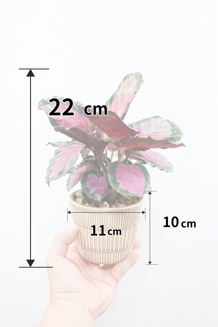 【カラテア ロージー】ピンクとシルバーのグラデーションがステキなんです！まるで花束のような美しい草姿が人気の品種です！