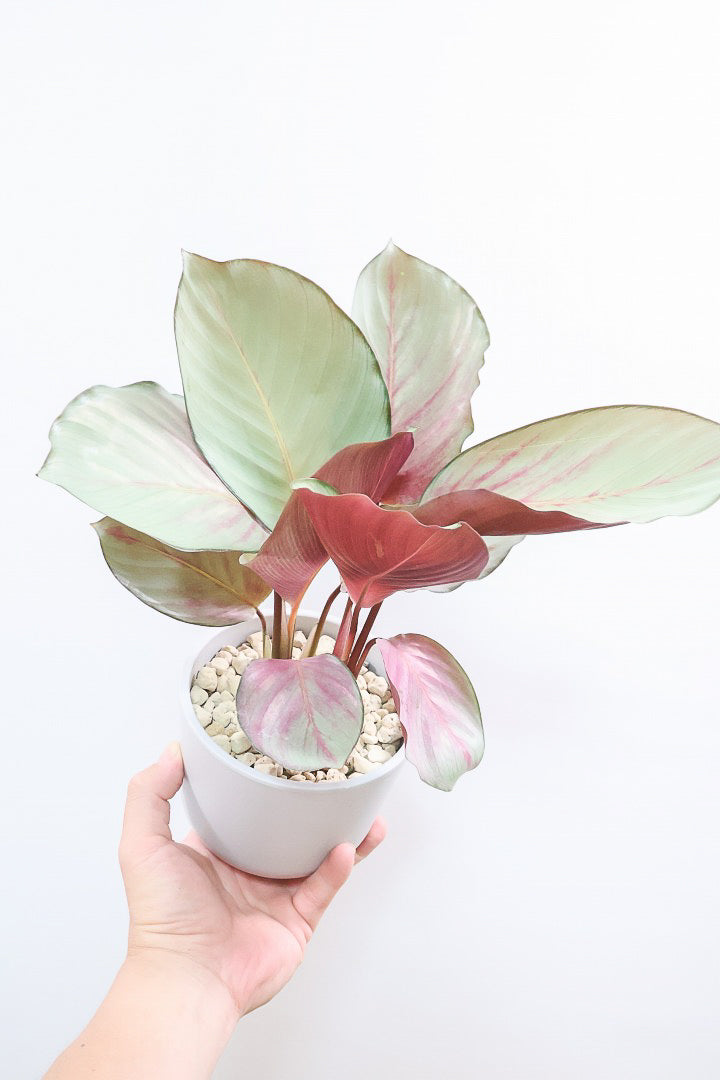 【カラテア シルバープレート】軽量なプラスチックPOT！すごくいい色に仕上がっています！イイ感じの品種です！