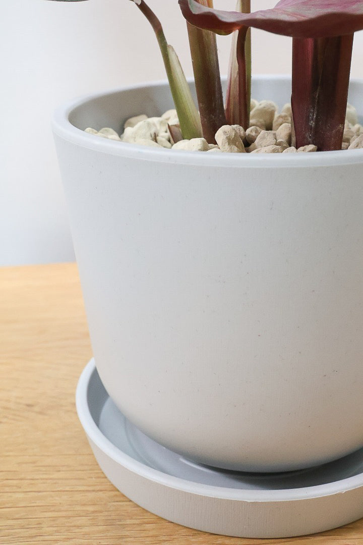 【カラテア シルバープレート】軽量なプラスチックPOT！すごくいい色に仕上がっています！イイ感じの品種です！