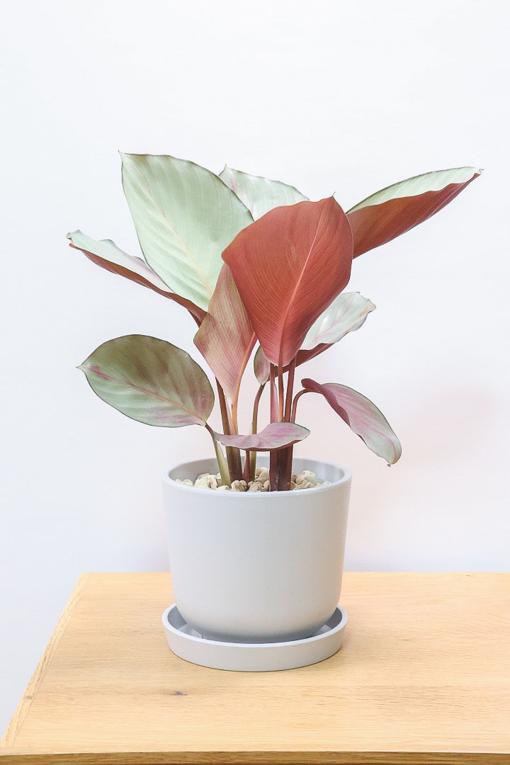 【カラテア シルバープレート】軽量なプラスチックPOT！すごくいい色に仕上がっています！イイ感じの品種です！
