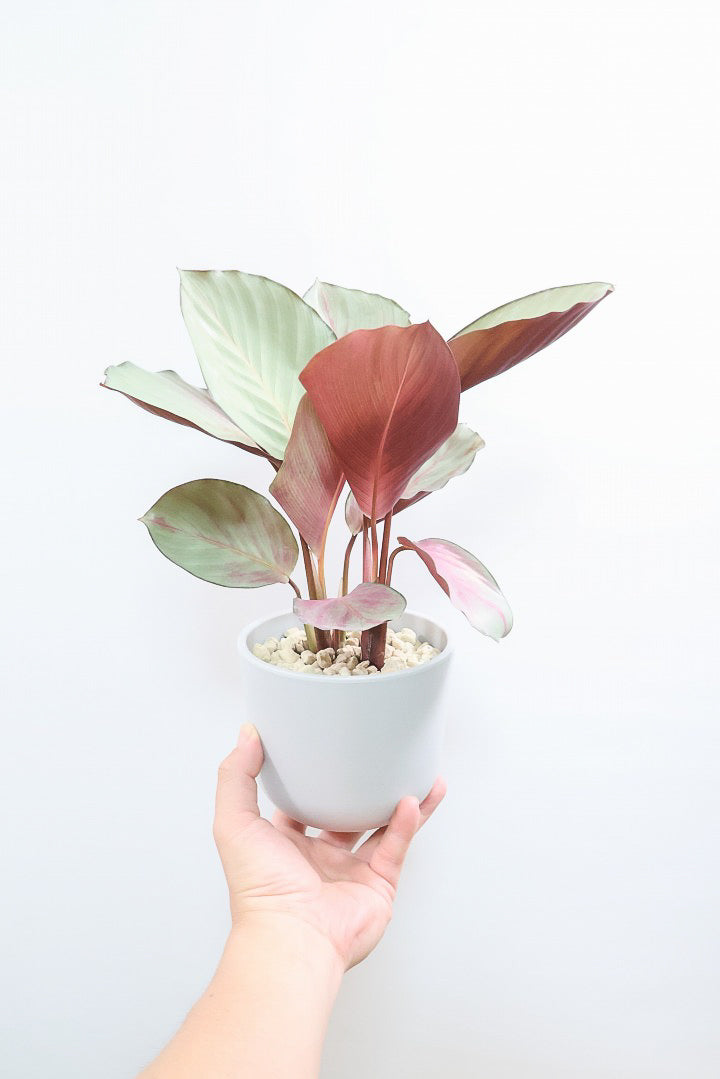 【カラテア シルバープレート】軽量なプラスチックPOT！すごくいい色に仕上がっています！イイ感じの品種です！