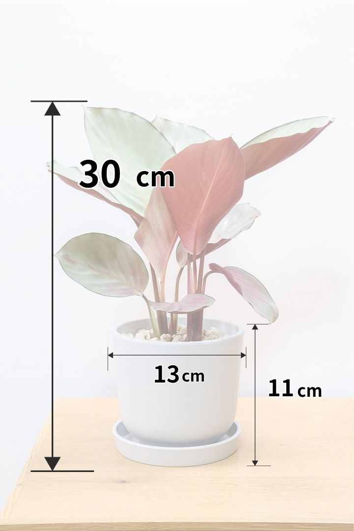 【カラテア シルバープレート】軽量なプラスチックPOT！すごくいい色に仕上がっています！イイ感じの品種です！