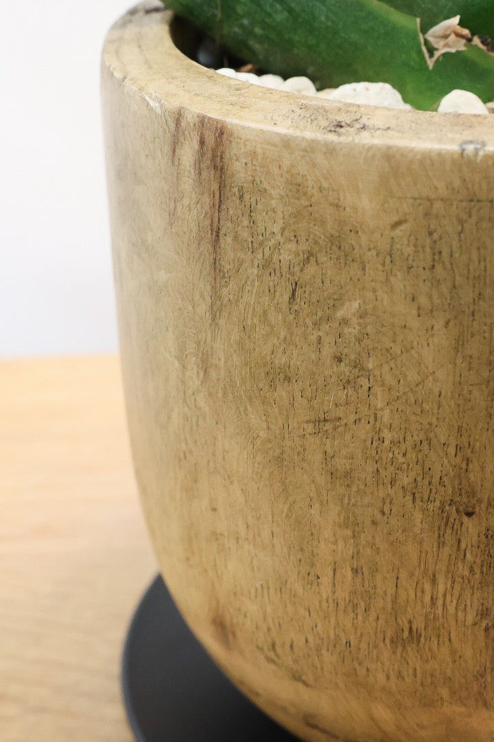 【サンスベリア ボンセレンシス 】人気の木製のPOT！全体のフォルムがとても美しい最高の個体なんですよ！