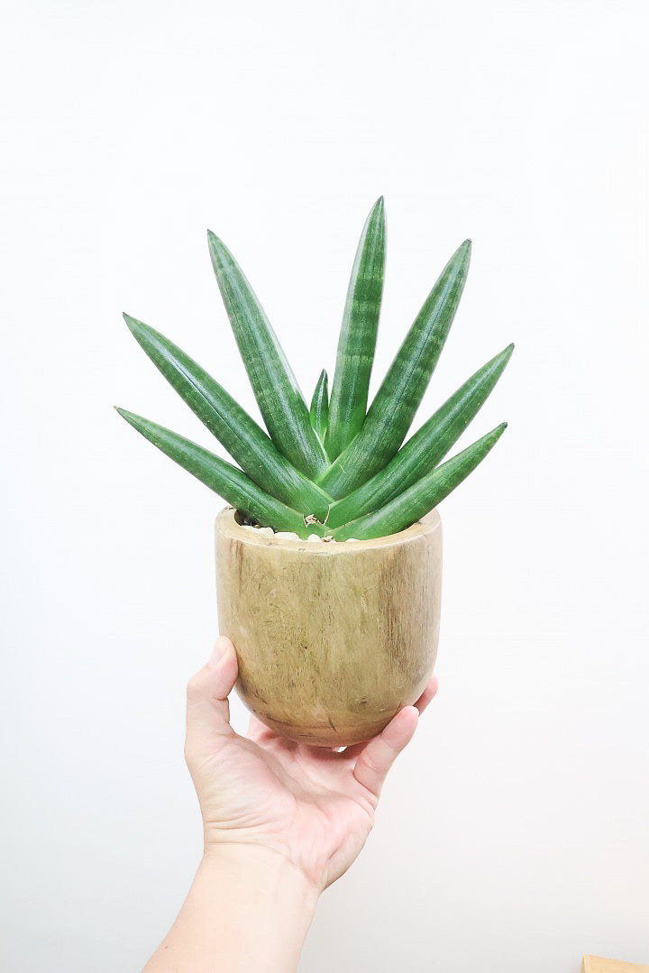 【サンスベリア ボンセレンシス 】人気の木製のPOT！全体のフォルムがとても美しい最高の個体なんですよ！