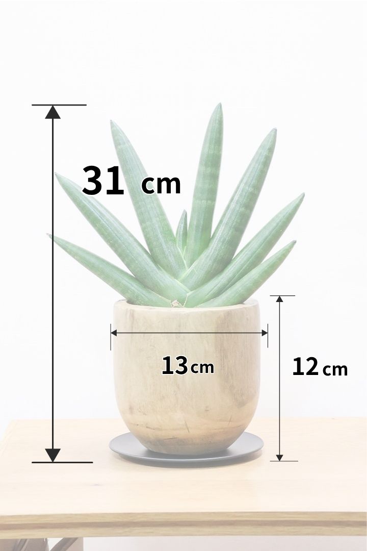 【サンスベリア ボンセレンシス 】人気の木製のPOT！全体のフォルムがとても美しい最高の個体なんですよ！